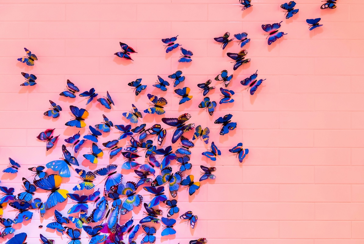 Purple and blue butterflies against a pink background