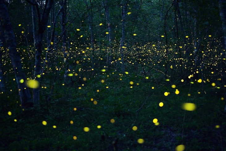 Fireflies/flickers of light in a dark forest